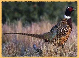 Pheasant Hunting Packages